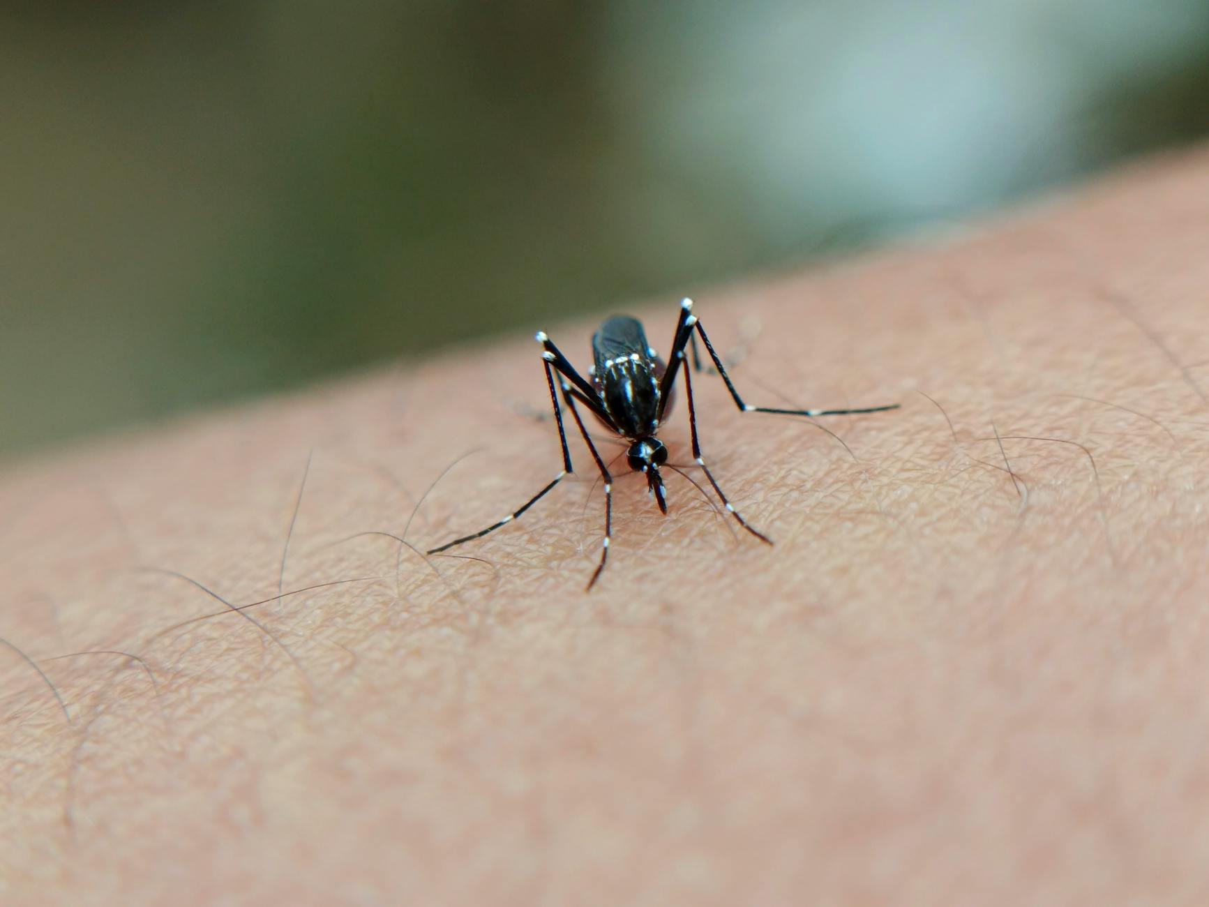 Aedes aegypti mosquito close-up