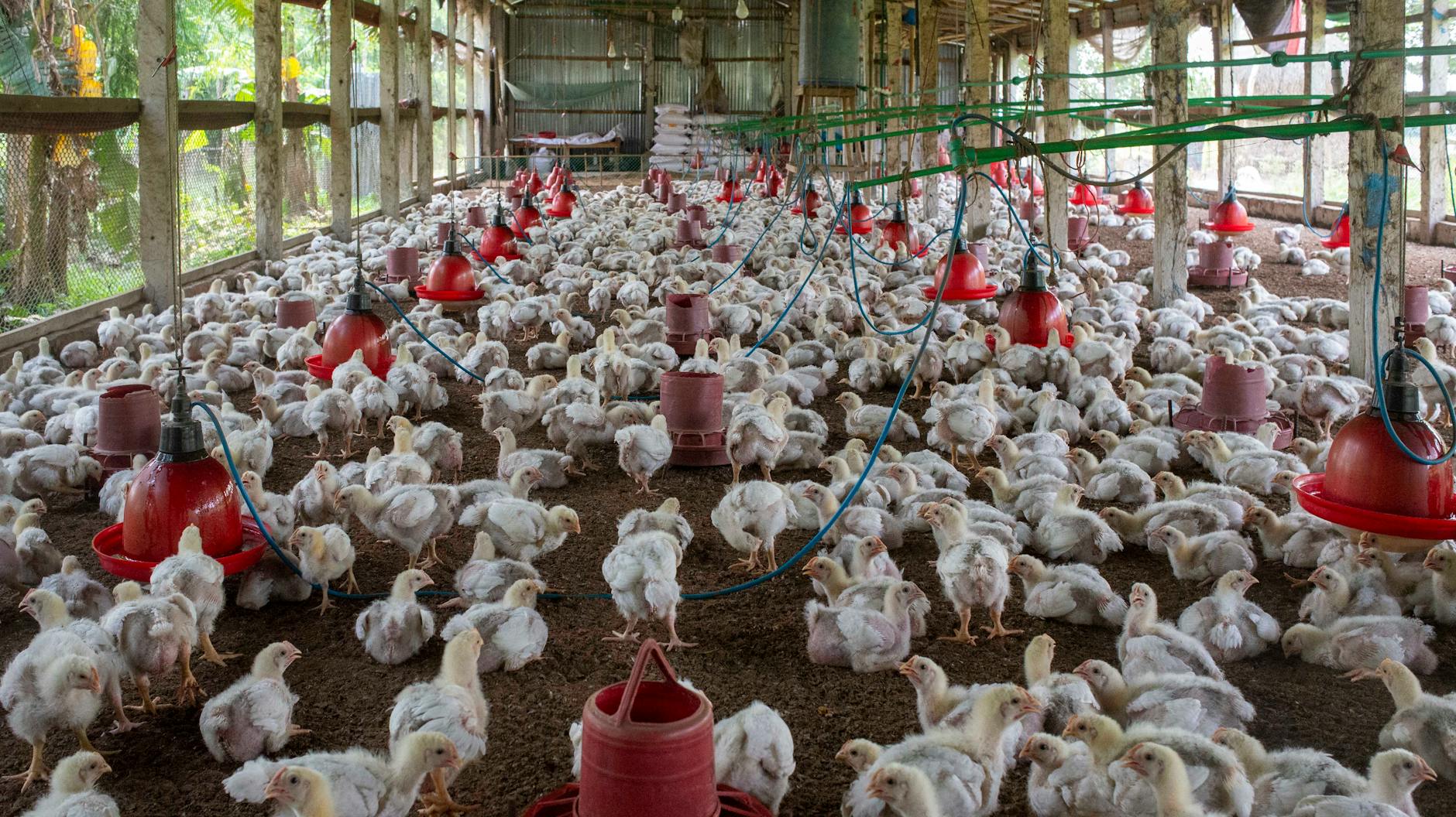 US poultry farm biosecurity measures
