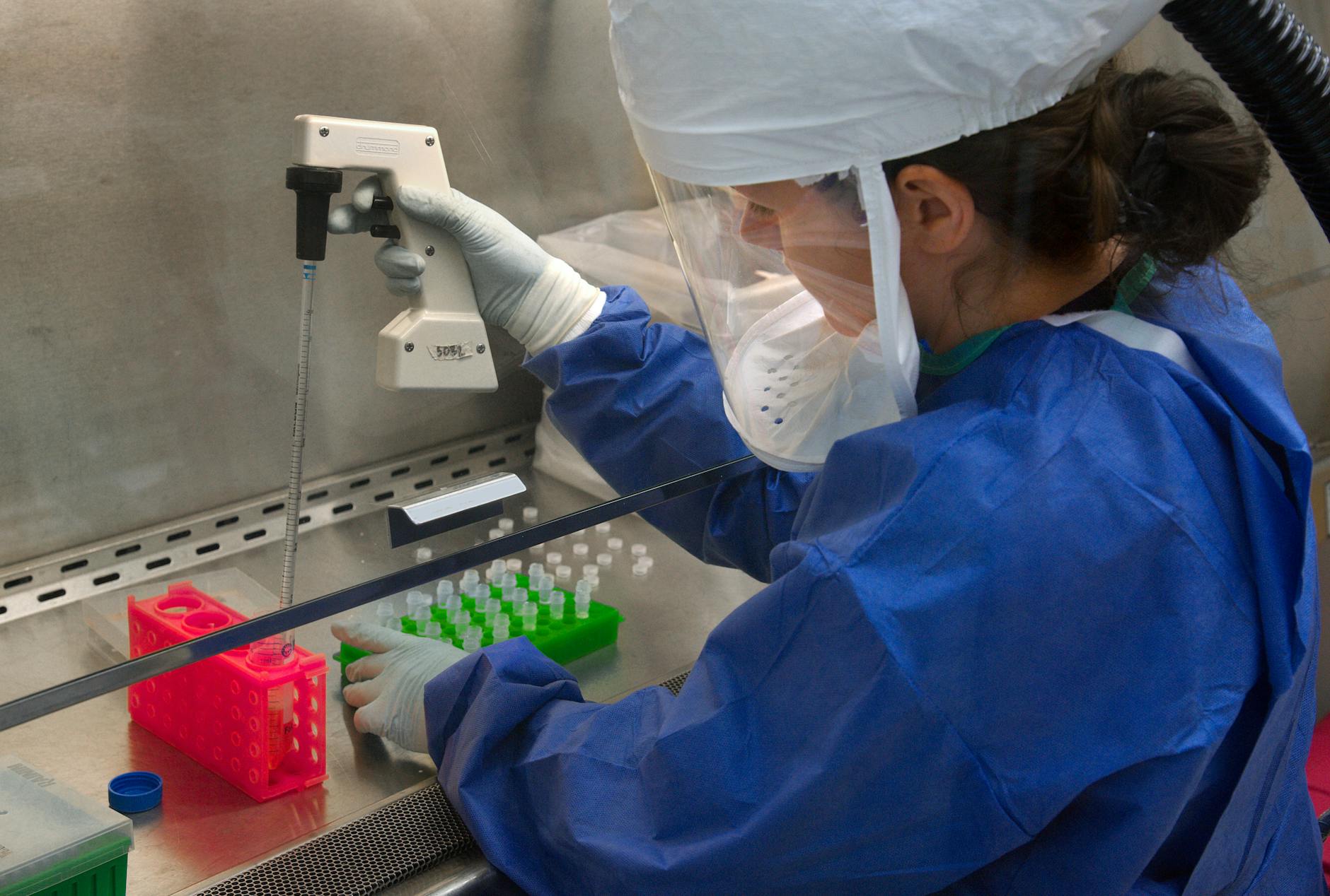 Laboratory technician in protective gear handling avian influenza samples