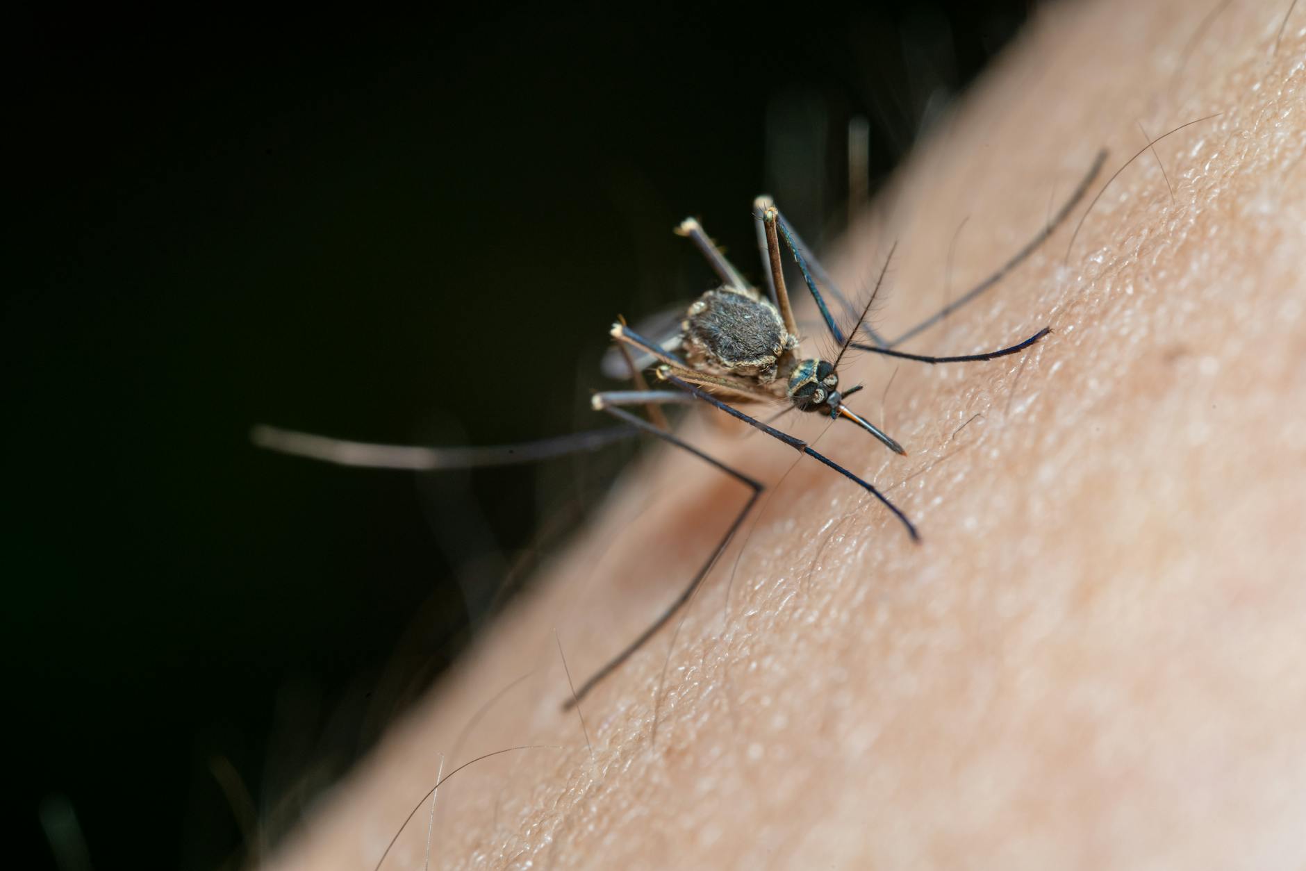 Mosquito control workers spraying in a tropical urban neighbourhood
