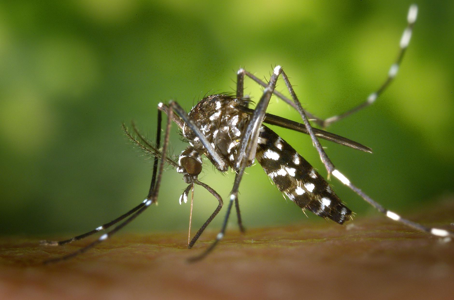 mosquito control spraying urban Italy